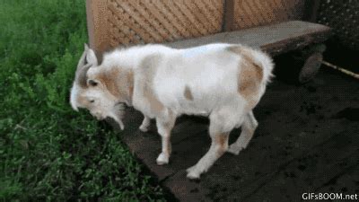 Fainting Goats GIFs - Find & Share on GIPHY