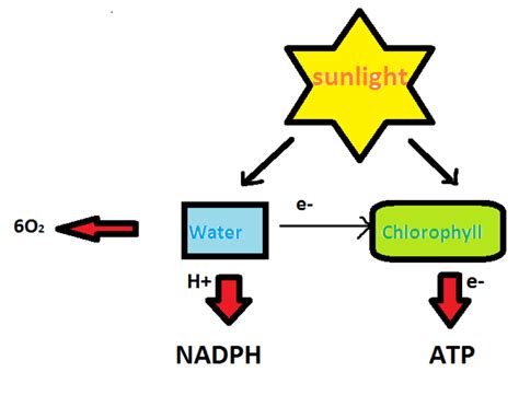 The product of light reaction during photosynthesis includeA) ATP and ...