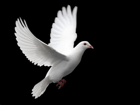 White Dove Wallpapers - Wallpaper Cave