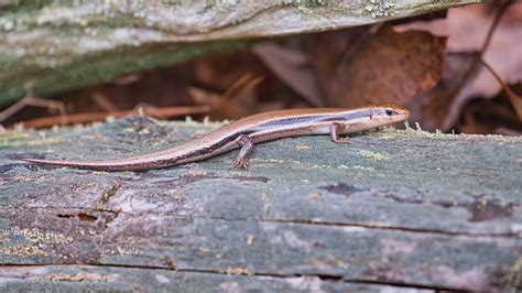 Skink In Early Spring Here In Arkansas - Steve Creek