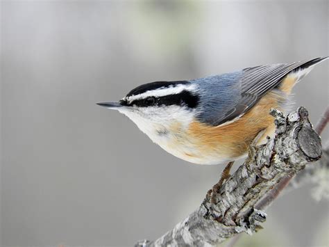 Red Breasted Nuthatch | BirdForum