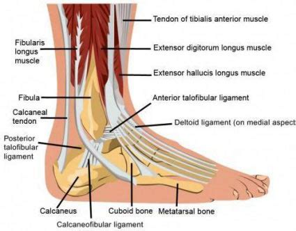 Ankle Pain Treatment in NYC | Ankle Sprain Specialist in New York