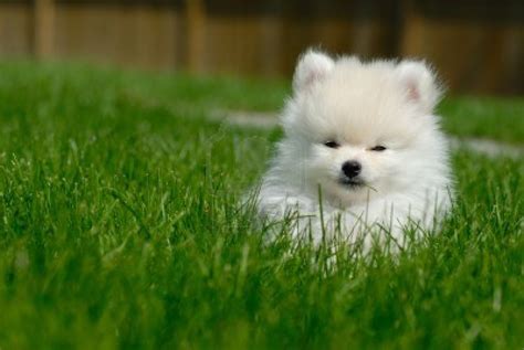 Cute Puppy Dogs: White Pomeranian Puppies