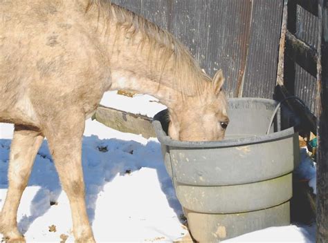 Keeping Water Troughs Thawed With or Without a Heater – The Horse ...