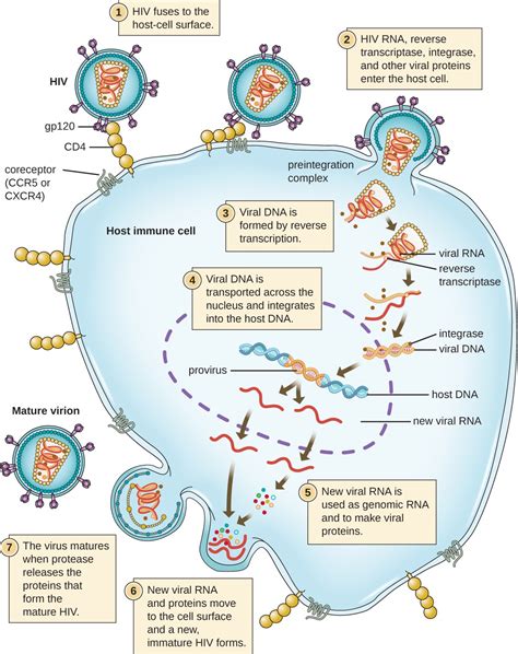 The Viral Life Cycle | Microbiology