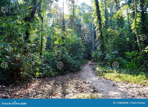 Jungle Trail - Path through Green Trees - Tropical Forest in Andaman ...