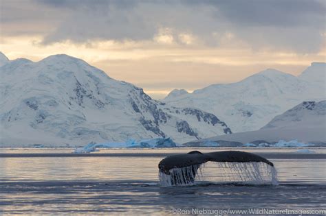 Humpback Whale in Wilhelmina Bay | Antarctica | Photos by Ron Niebrugge