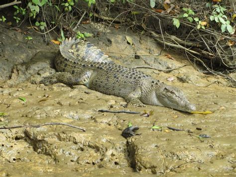 Crocodile in the swamp stock photo. Image of animal - 125716342