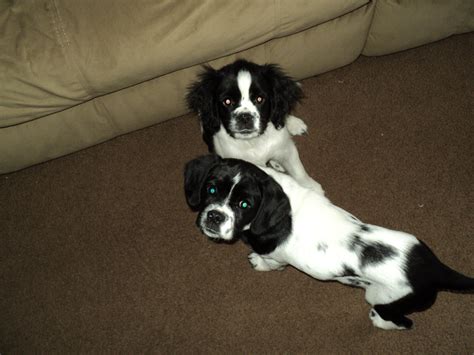 Kato and Diamond - American Cocker Spaniel Pug Beagle Mix - AllMutt.com