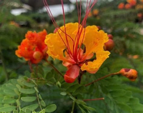 Pride of Barbados Seeds Qty 25 | Etsy