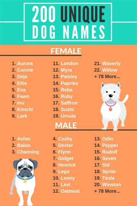 99+ [Unique] Funny & Serious Dog Names You Need To Know