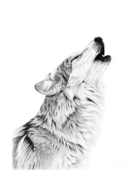 Howling Wolf Drawing by Jessica Lebo - Pixels