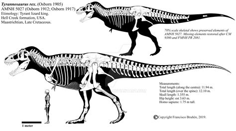 Tyrannosaurus rex skeletal diagram (AMNH 5027) by Franoys on DeviantArt