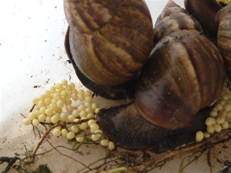 achatina fulica.. | Egg laying of giant african snail. eggs … | Flickr