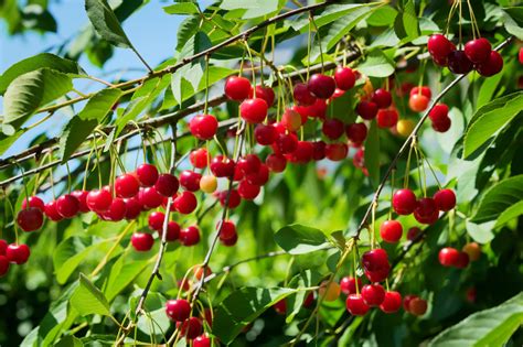 15+ Different Types of Cherry Trees (Cherry Tree Varieties) - PlantSnap ...