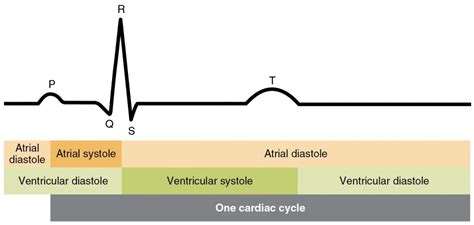 Cardiac Cycle | Anatomy and Physiology