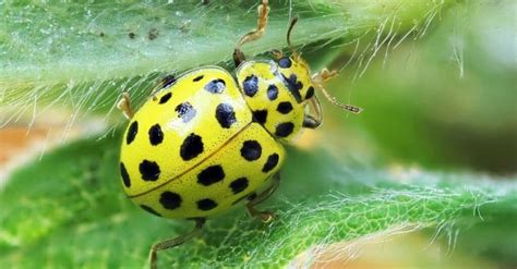 Are Ladybugs Poisonous or Dangerous? - IMP WORLD