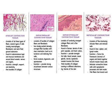 connective Tissues 2 - Areolar Connective Tissue Consists of all three ...