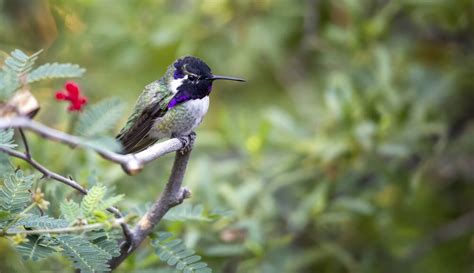 Meet The Costa’s Hummingbird (Photos & Facts)