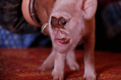 Pig with monkey face born to stunned farmer in China | Daily Star