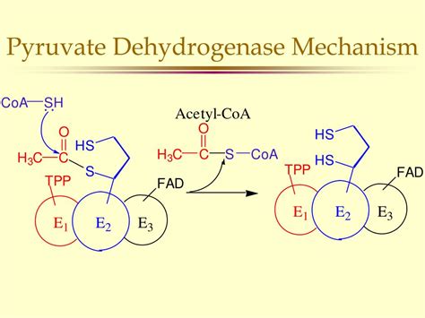 PPT - Pyruvate Oxidation Pyruvate dehydrogenase complex PowerPoint ...