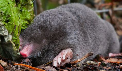 British Moles - Facts, Information & Habitat