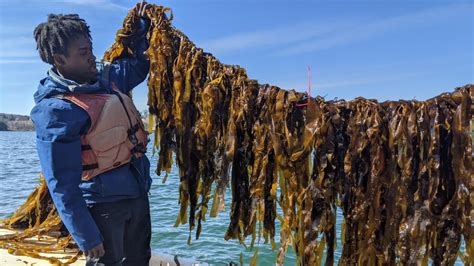 A new model for kelp farming as a Maine climate solution