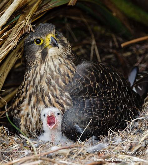 New Zealand Falcon On Nest..The New Zealand falcon or kārearea is New ...