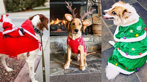 15 Best Dog Christmas Costumes for this Holiday Season.