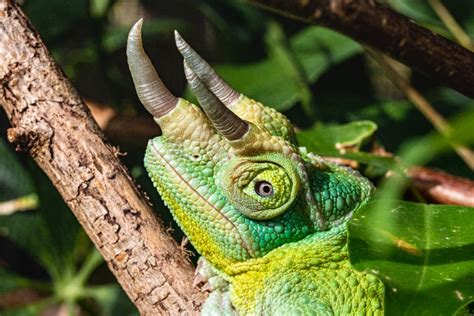 Camaleón de tres cuernos: hábitat y características - Mis animales