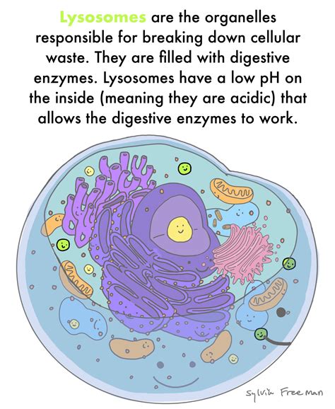 Lysosome — Structure & Function - Expii