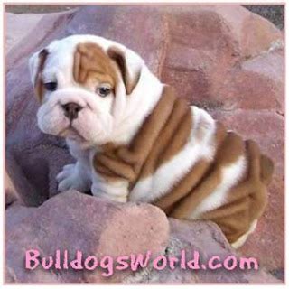 The top pet grooming tips: Basic Bulldog grooming tips