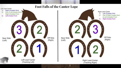 Footfalls of the horse at the walk, trot/jog, and canter/lope in slow ...