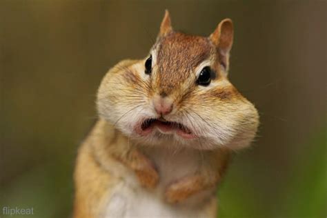 Hilarious High Resolution Images Of Animals Making Funny Faces