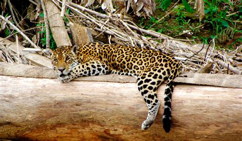 10 Endangered species of Amazon Rainforest Wildlife