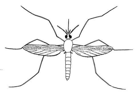 Biological drawings. Insects. Mosquito Adult 1. Biology teaching ...