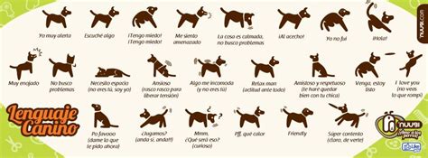 Pin en Infografías Perrunas y Gatunas