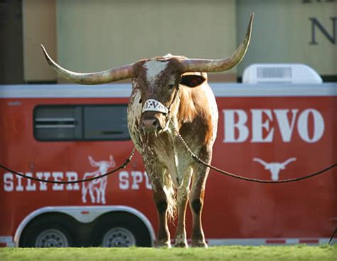 Mascot Monday: Bevo (and Hook ‘Em, et al) | KC College Gameday