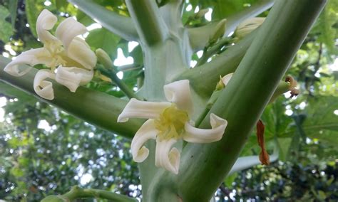 Papaya Flowers » Top Facts & Tips