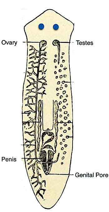 Experiments with Planaria | Study.com