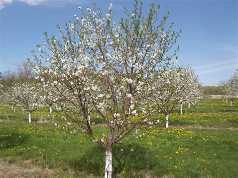 Sour Cherries Blooming at a Michigan Farm - Eat Like No One Else