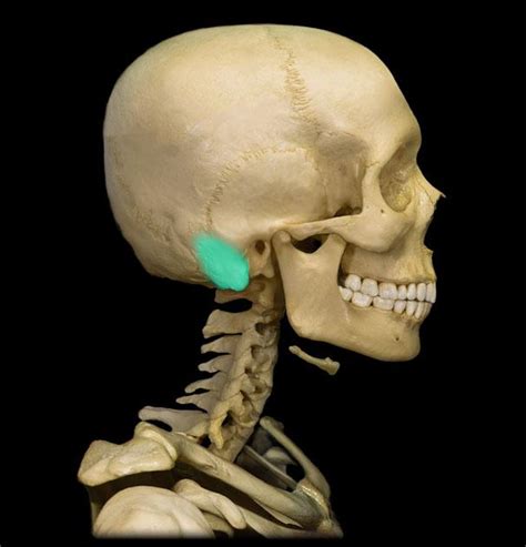 Mastoid Process - Location, Function and Pictures