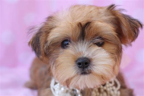 Beautiful Morkie Puppies For Sale at TeaCups | Teacups, Puppies & Boutique