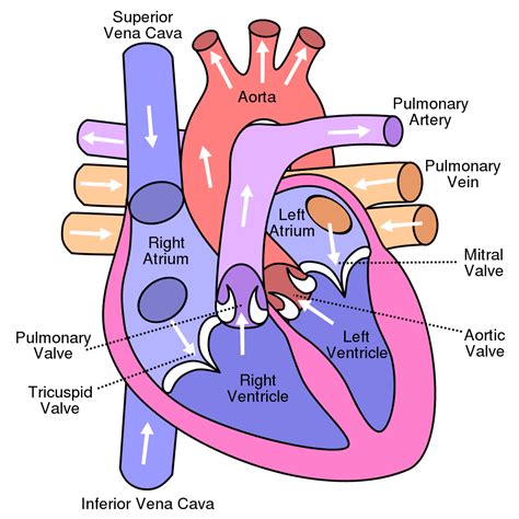 Heart Murmurs in Dogs and Cats - Urban Animal Veterinary Hospital