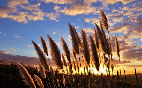 Download Pampas Grass Sunset Nature Plant HD Wallpaper