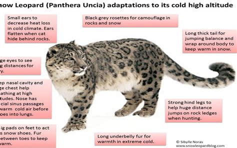 Snow Leopard Habitat And Adaptations Quiz Answer Key › Athens Mutual ...