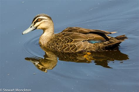 Paying Ready Attention - Photo Gallery: Wild Bird Wednesday 283 ...