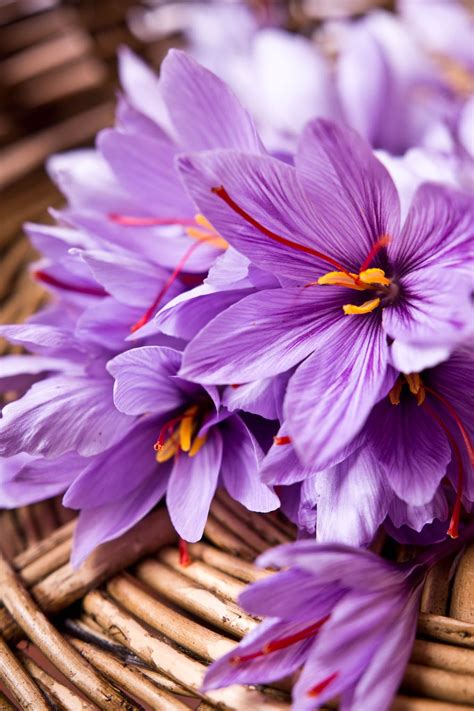 Harvesting 40 kg of saffron in Nahavand Iran