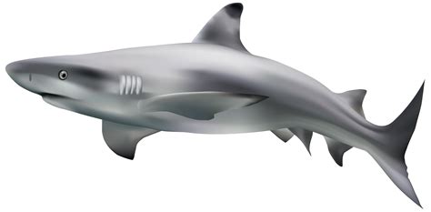 Realistic Shark Png Clipart Best Web Clipart | Images and Photos finder