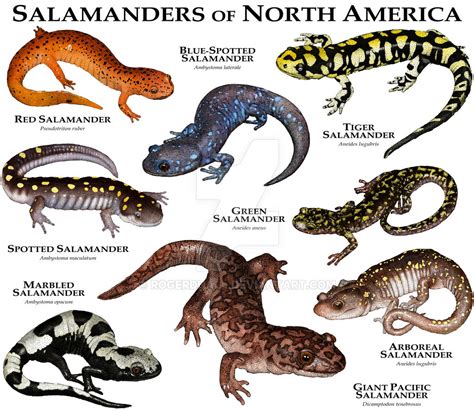 Salamanders of North America by rogerdhall on DeviantArt